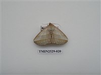 藏品(尺蛾2)的圖片